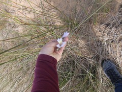 Gladiolus carinatus