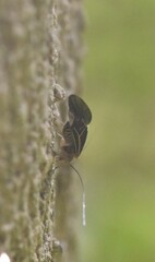 Cerastipsocus venosus