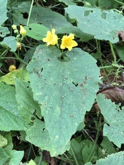 Thladiantha nudiflora