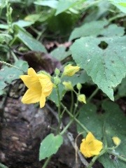 Thladiantha nudiflora