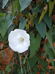 Calystegia
