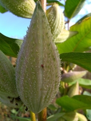 Asclepias