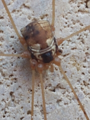 Leiobunum bimaculatum