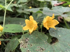 Thladiantha nudiflora
