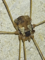 Leiobunum bimaculatum