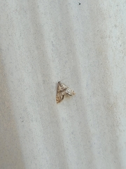 Petrophila fulicalis