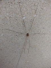 Leiobunum bimaculatum