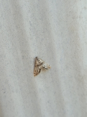 Petrophila fulicalis