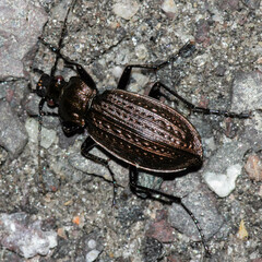 Carabus granulatus