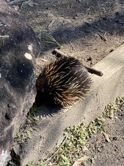 Tachyglossus aculeatus