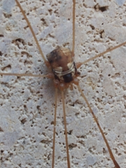 Leiobunum bimaculatum