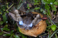 Ischyja manlia