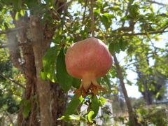Punica granatum