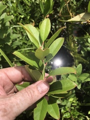 Lyonia mariana