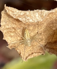 Oxyopes sertatus