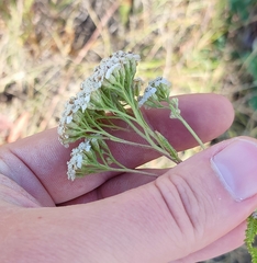 Achillea millefolium