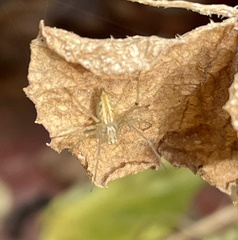 Oxyopes sertatus