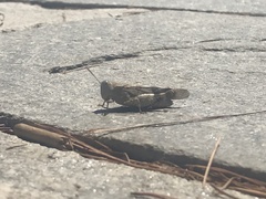 Oedipoda germanica