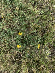 Lotus corniculatus
