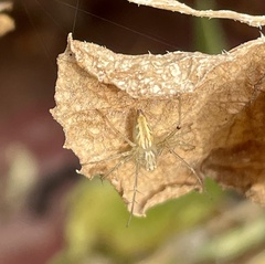 Oxyopes sertatus