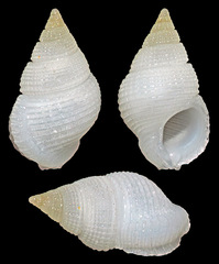 Stosicia bourguignati