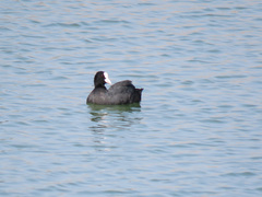 Fulica atra atra
