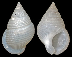 Stosicia bourguignati