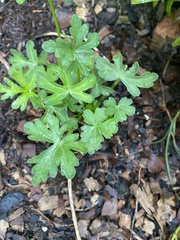 Callirhoe involucrata