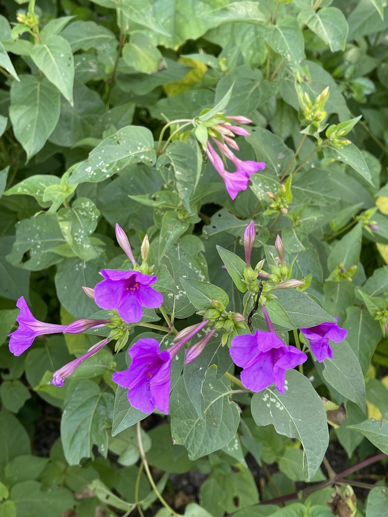 Mirabilis jalapa