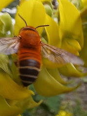 Megachile lanata