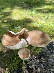 Physalacriaceae
