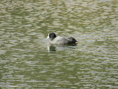 Fulica atra australis