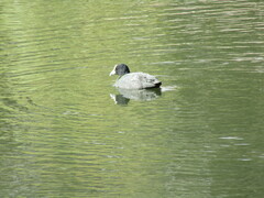 Fulica atra australis