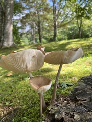 Physalacriaceae