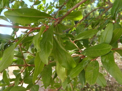 Punica granatum