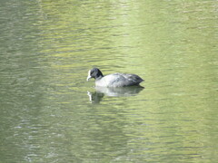 Fulica atra australis