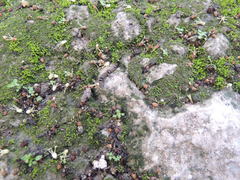 Sphaerodactylus glaucus