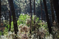 Acacia longifolia