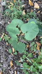 Aristolochia clematitis