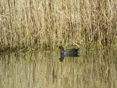 Gallinula tenebrosa