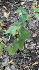 Aristolochia clematitis
