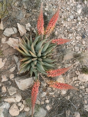 Aloe claviflora