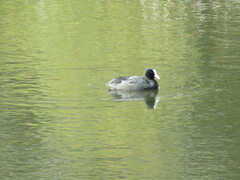 Fulica atra australis
