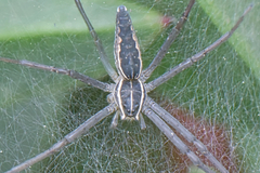 Euprosthenopsis