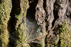 Textrix denticulata