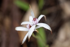 Caladenia hirta
