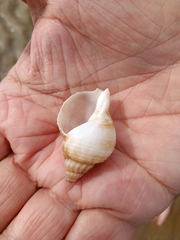 Buccinum undatum