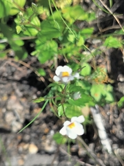 Nemesia floribunda