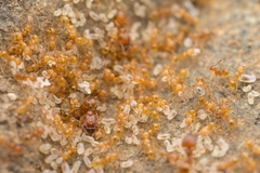 Pheidole fervida