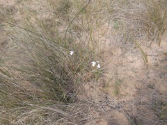 Gladiolus carinatus